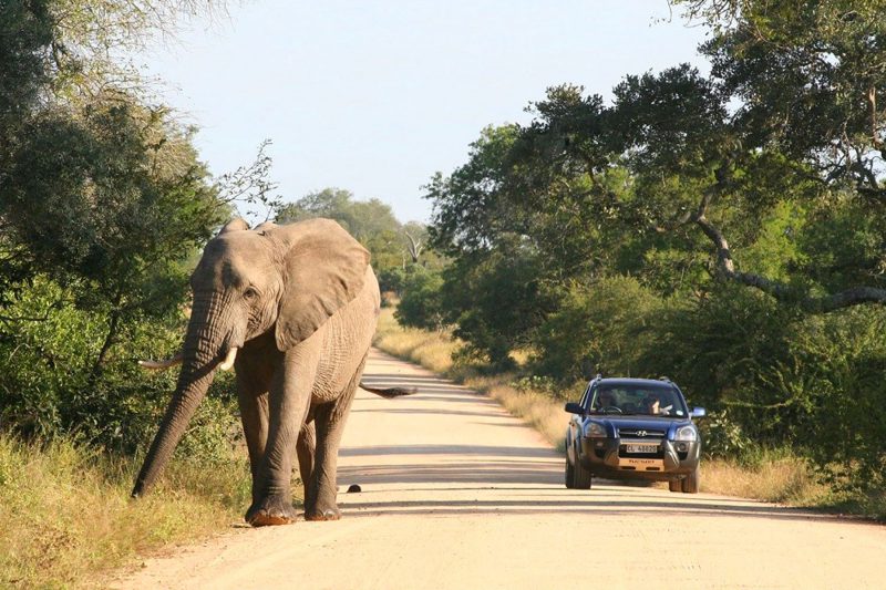 Sudafrica Parque Nacional Kruger